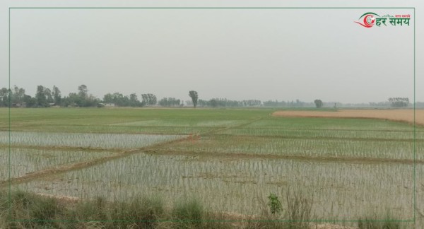 सुख्खा ग्रस्त मधेशमा बर्षाः कुन ठाउँमा कतिवर्षा भयो ?