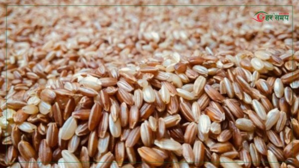 जुम्लाबाट एक वर्षमा तीन करोड बढीको मार्सी चामल बिक्री