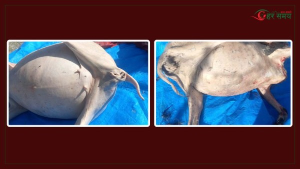 बाख्रीको मासुलाई खसी भन्दै बिक्री गर्ने तीन व्यापारी पक्राउ