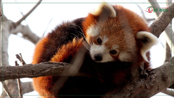 इलामको सन्दकपुरमा ‘रेडपाण्डा महोत्सव’ हुँदै