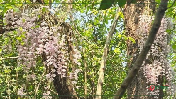 वैशाख १ गते मात्र फुल्ने ‘चमत्कारी’सुनाखरी हेर्न घुँइचो