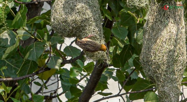 तोप चरा (तस्वीर/भिडियो)