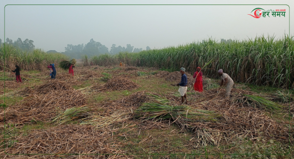 उखु काटेर चिनी उद्योगमा पुर्‍याउन उखु किसानलाई धपेडी