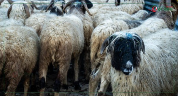 मुस्ताङबाट ३५ करोडभन्दा बढी मूल्यका भेडाच्याङ्ग्रा निकासी