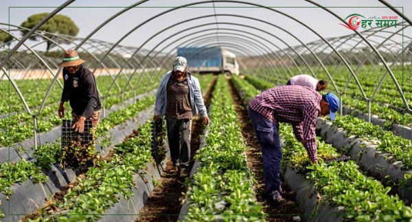 स्पेनमा ‘अमानवीय र असम्मानजनक’ श्रममा लगाइएका नेपालीको मुद्दा अदालतमा