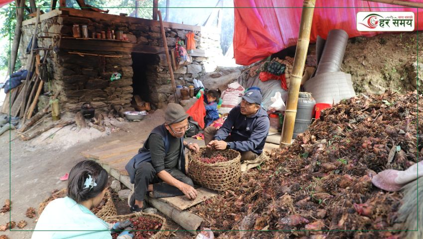 दशैँ–तिहारमा अलैँची टिप्न चटारो : दिनभर बगानमा रातभर भट्टीमा 
