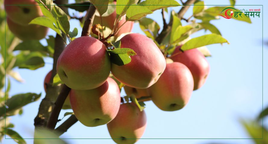 सडक बन्दले बाजुराका स्याउ कृषकलाई ढुवानीमा समस्या