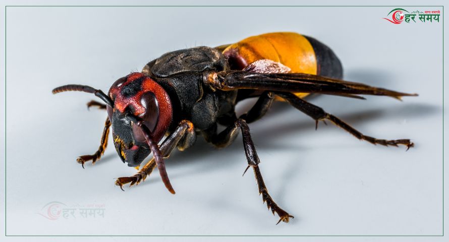 लमजुङमा अरिङ्गालले टोक्दा एकको मृत्यु