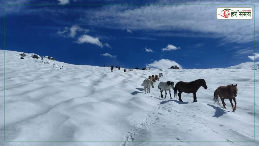 हिमपातमा बेपत्ता ३०७ पशुको २७ दिनपछि जीवितै उद्धार