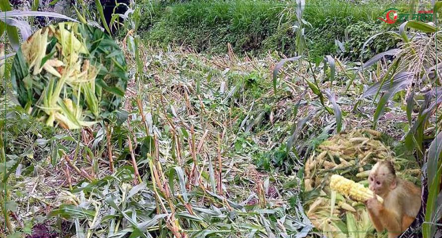 बाजुरामा बाँदरको आतंकः बालीनाली सखाप