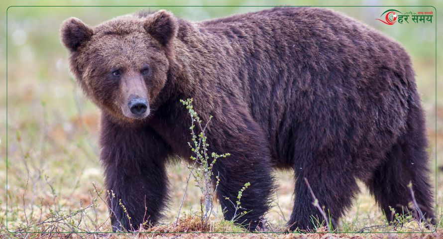 दोलखामा भालुको आक्रमणबाट एक पुरुषको मृत्यु