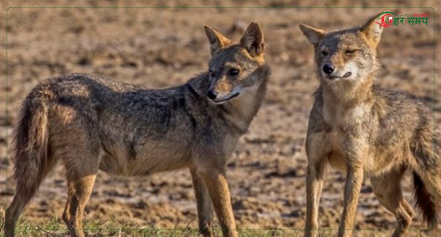 स्यालको आक्रमणबाट रौतहटमा पाँच जना घाइते