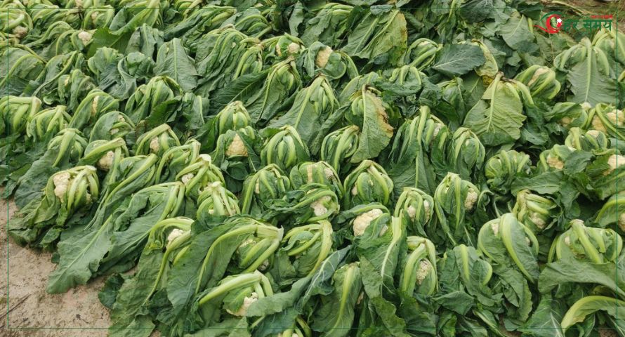 शैलुङका किसानलाई तरकारी बेच्ने चटारो