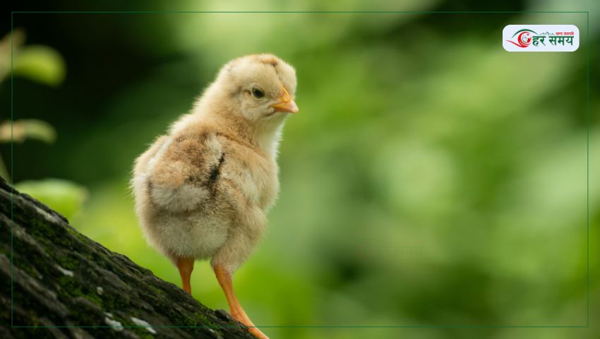 पाँच हजारभन्दा बढी कुखुराका चल्ला बरामद