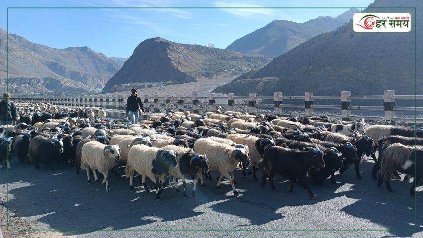 मुस्ताङ मार्ग हुँदै ३५ करोड बढीका भेडाच्याङ्ग्रा निकासी
