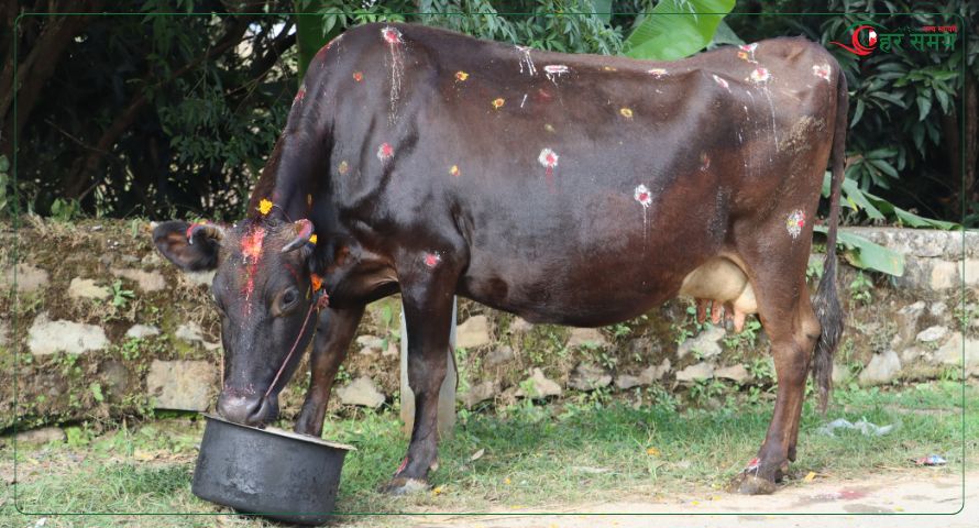 आज तिहारको पाँचौँ दिन: गाई‚ गोरु, गोवर्द्धन, हली पूजा गरिँदै