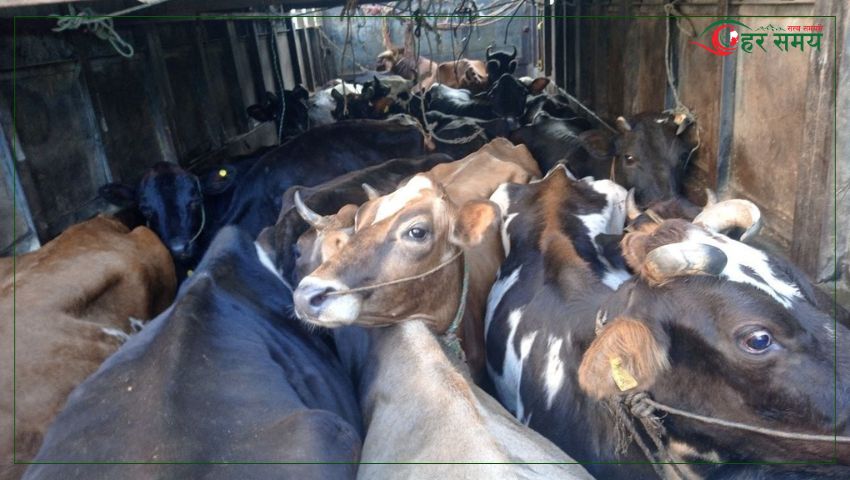 तीन महिनामै ८५ गाई–गोरु नियन्त्रण, तस्करीविरुद्ध मकवानपुर प्रहरीको कडा कारबाही