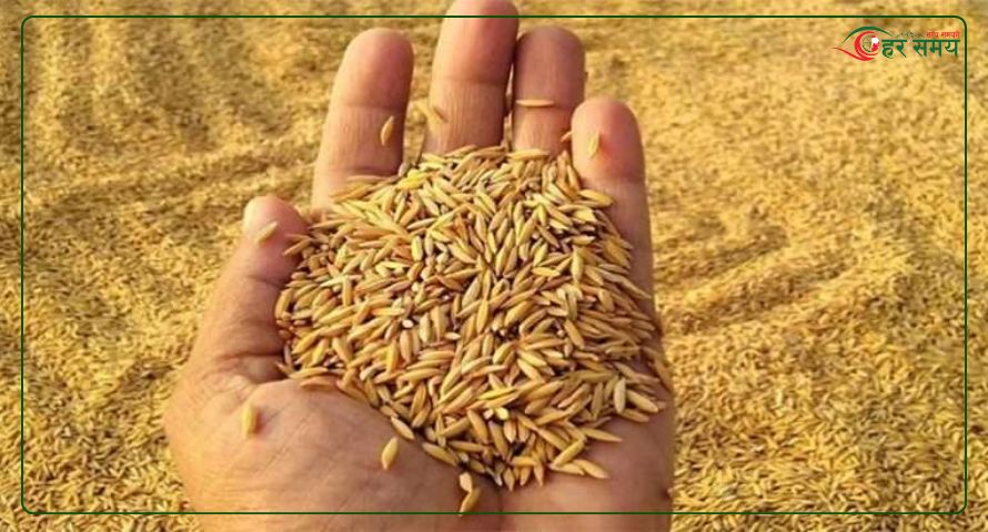 मधेशमा तोकियो धानको न्यूनतम समर्थन मूल्य
