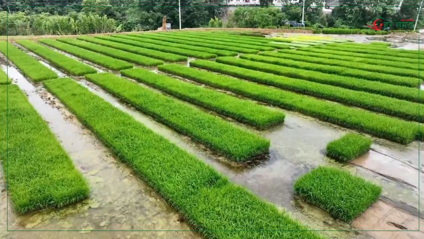 अब वर्षौंसम्म एउटै बोटबाट धान फल्ने