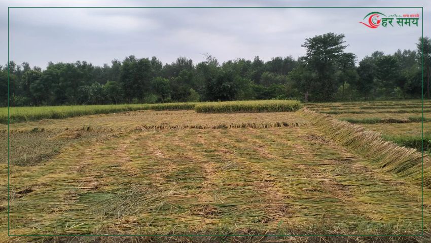 कैलालीमा भारी वर्षा, काटेको धानबालीमा क्षति