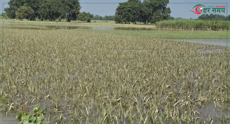  रौतहटमा वर्षा र हावाहुरीका कारण १५ प्रतिशत धान बालीमा क्षति