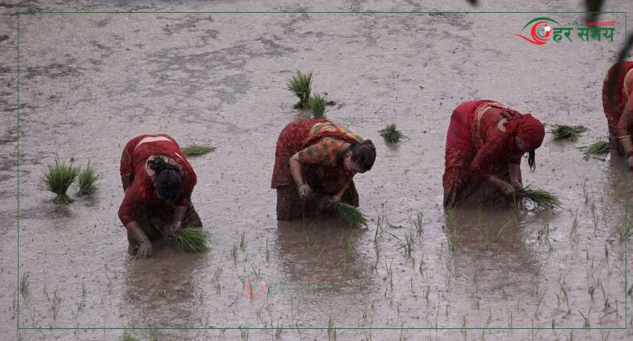 मधेशमा साढे २० प्रतिशत कम धान रोपाइँ