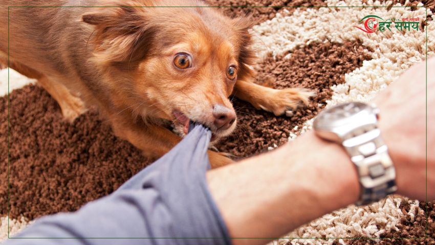 रौतहटमा कुकुरले एकैदिन ५० भन्दा बढीलाई टोक्यो, स्थानीय त्रसित