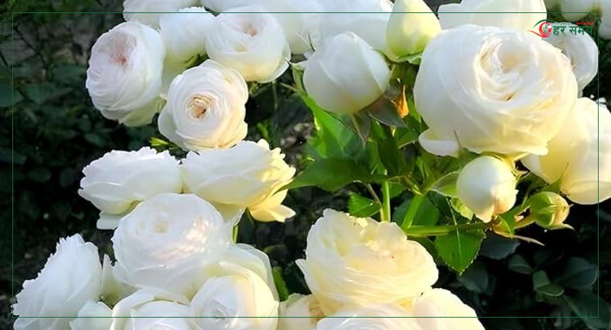 चीनमा गुलाबको व्यापार चम्कियो (भिडियोसहित)