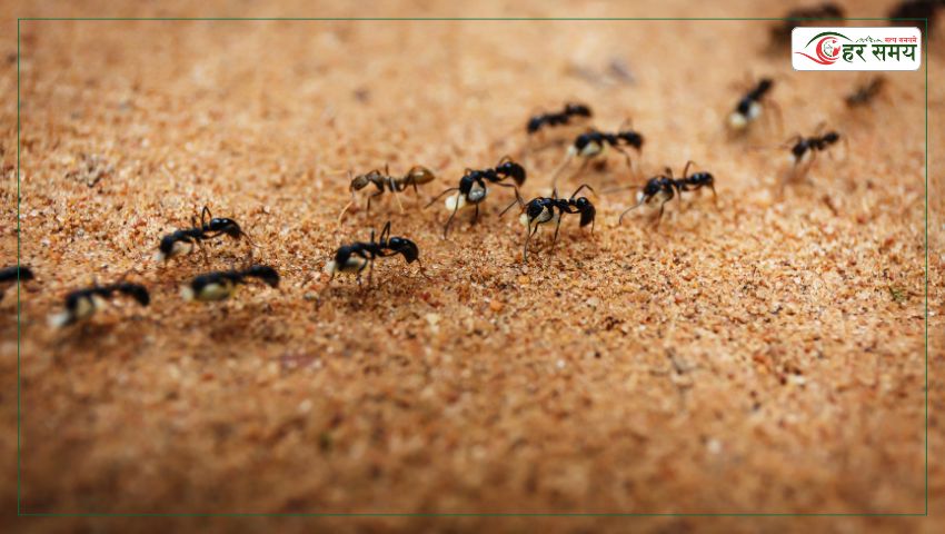 कमिलाको आतंकबाट हैरान हुनुहुन्छ ? अपनाउनुस् यी ५ तरिका 