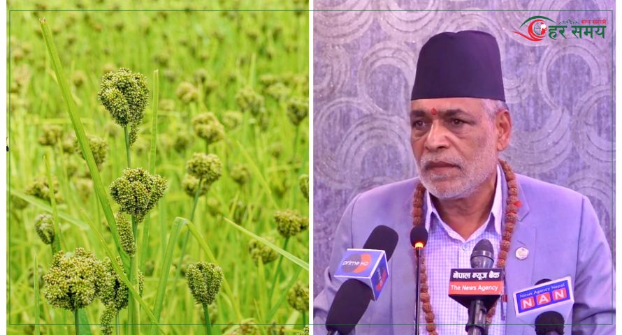 साउन १५ गते ‘कोदो दिवस’ मनाउन कृषिमन्त्री अधिकारीको प्रस्ताव