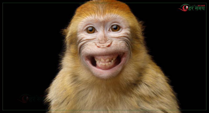 कुश्मा घुम्न आएका पर्यटकको झोला बाँदरले लग्यो