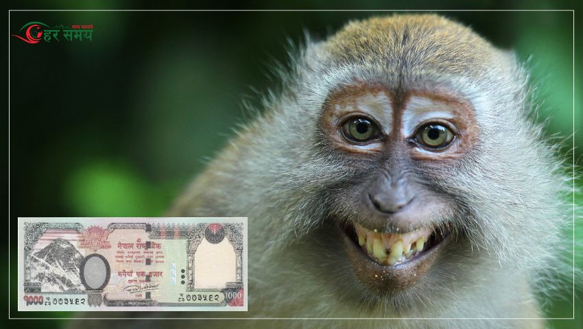 किसानलाई बाँदरको चिन्ता, समात्नेलाई एक हजार नगद (भिडियोसहित)