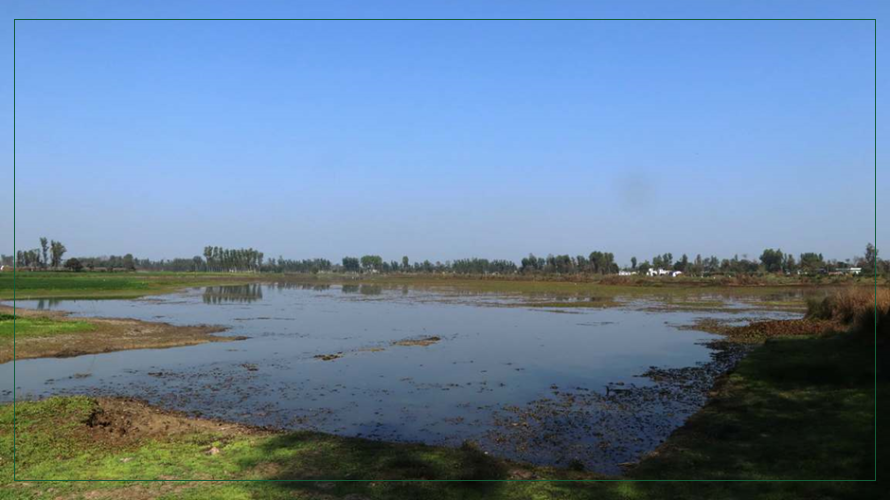 पुरैनी तालमा चराको सङ्ख्या घट्यो