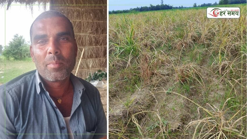 गलत झारनाशक औषधिको प्रयोगले उखु बाली नष्ट, किसान चिन्तित