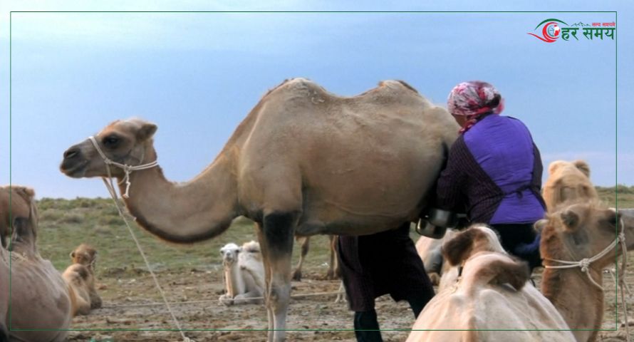 चीनमा ऊँटको दूध अर्थात ‘सेतो सुन’:अर्थतन्त्रका लागि गतिलो आधार