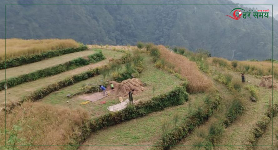 बाजुरामा बालीनाली भित्र्याउन भ्याई नभ्याई, किसानलाई चाडबाड भन्दा काम प्यारो