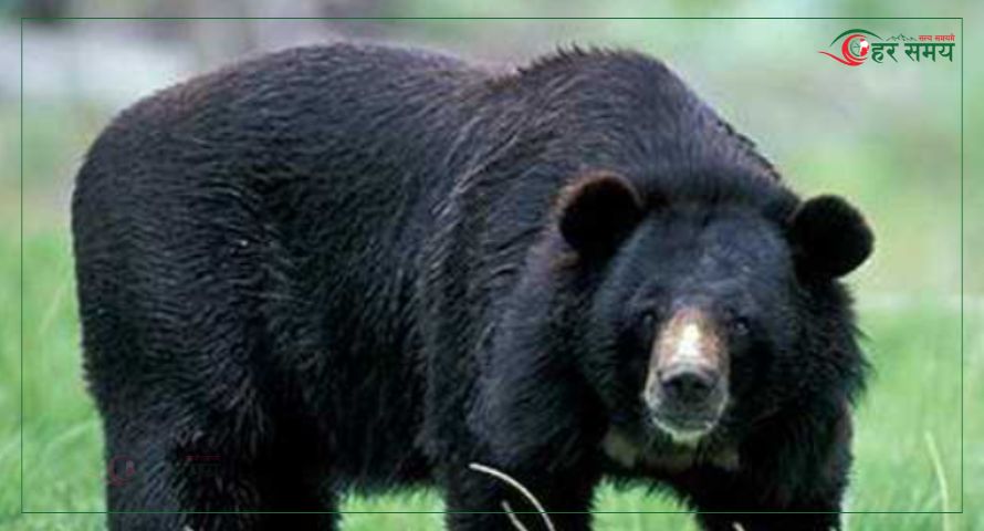 जुम्लाको हिमामा भालुको आक्रमण ,दुई जना घाइते