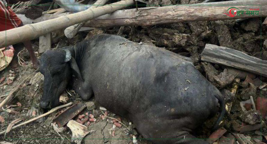 हावाहुरीले गोठ भत्किँदा दुई वटा भैँसी मरे