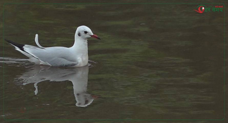 काठमाडौंमा दुर्लभ ‘कालो टाउके दंगा चिल’को बथान देखियो [भिडियोसहित]