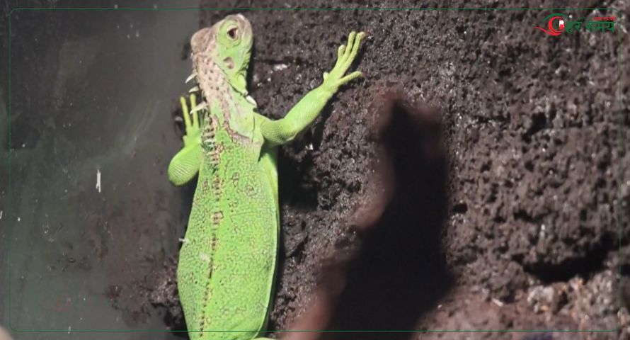 चीनमा विदेशी जनावर पाल्नेको सङ्ख्या बढ्दो, छेपारो र कछुवा प्रजाति पाल्ने मात्रै १ करोड ७० लाख