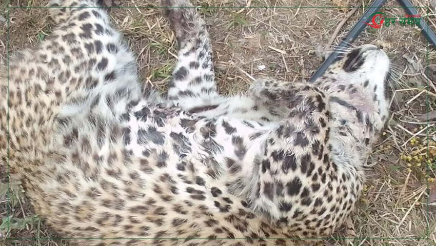 गोरखामा पोथी चितुवा मृत फेला