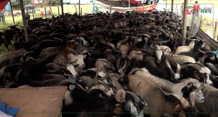 खाद्य व्यवस्था तथा व्यापार कम्पनीले दसैँमा खसी, बोका र च्याङ्ग्रा नबेच्ने