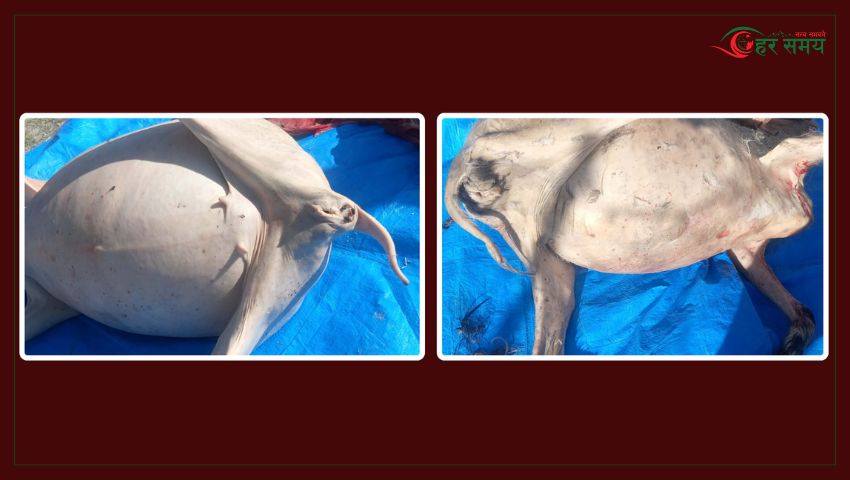 बाख्रीको मासुलाई खसी भन्दै बिक्री गर्ने तीन व्यापारी पक्राउ