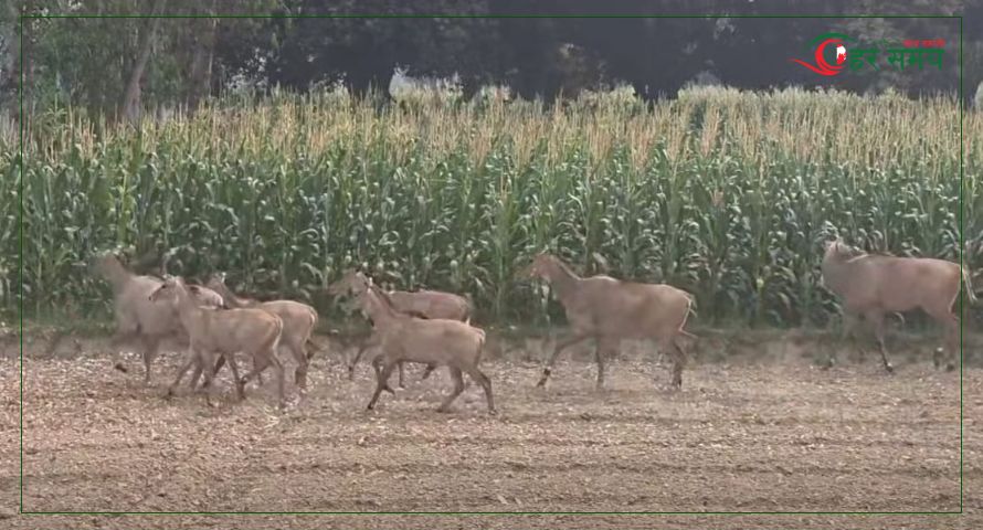 रौतहटमा नीलगाईको आतङ्क : स्थानीय सरकारसँग हारगुहार