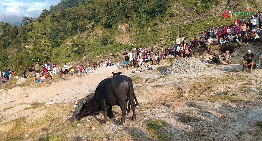 बाजुरामा राँगा जुधाएर बडादशैंको स्वागत