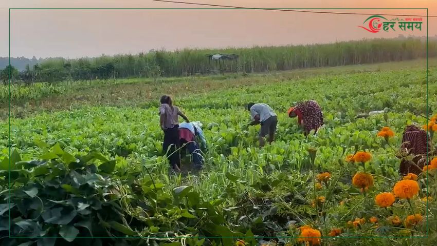 रायो साग खेतीबाट दुई महिनामै साढे दुई लाख आम्दानी !