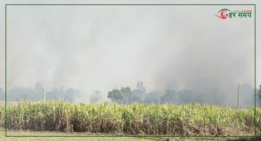 सर्लाहीको उखु खेतीमा भीषण आगलागी