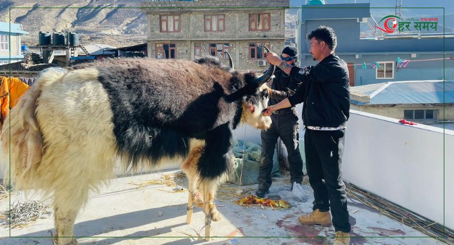 याकका डमि बनाउँदै शोलुखुम्बुका कालीगढ