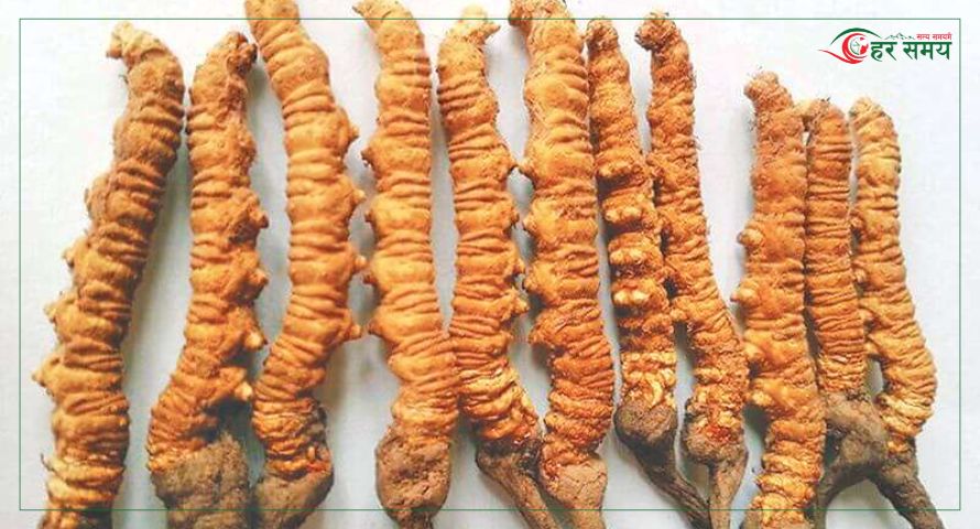 किन घट्दैछ नेपालबाट यार्सागुम्बा निर्यात ?